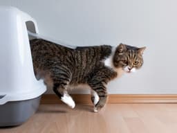 What to Do When Your Cat Refuses to Be (Litter) Boxed In