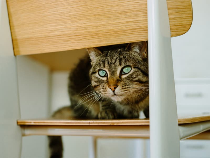 How to Cat-Proof Your House