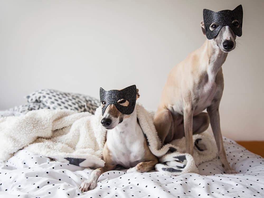 Spooky Halloween-Themed Names for Your Dog