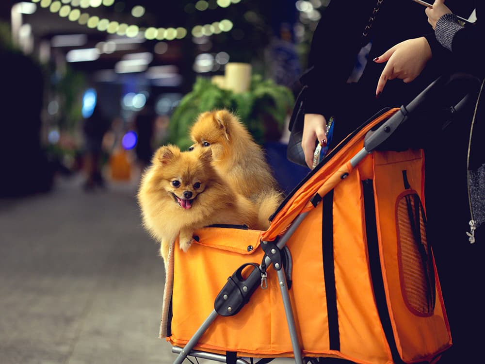 Pet Stroller Training 101