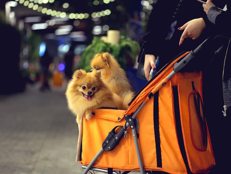 Pet Stroller Training 101