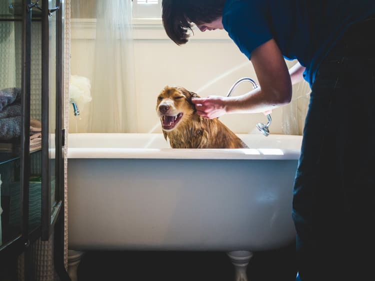 7 Tips for a Dog Washing Station
