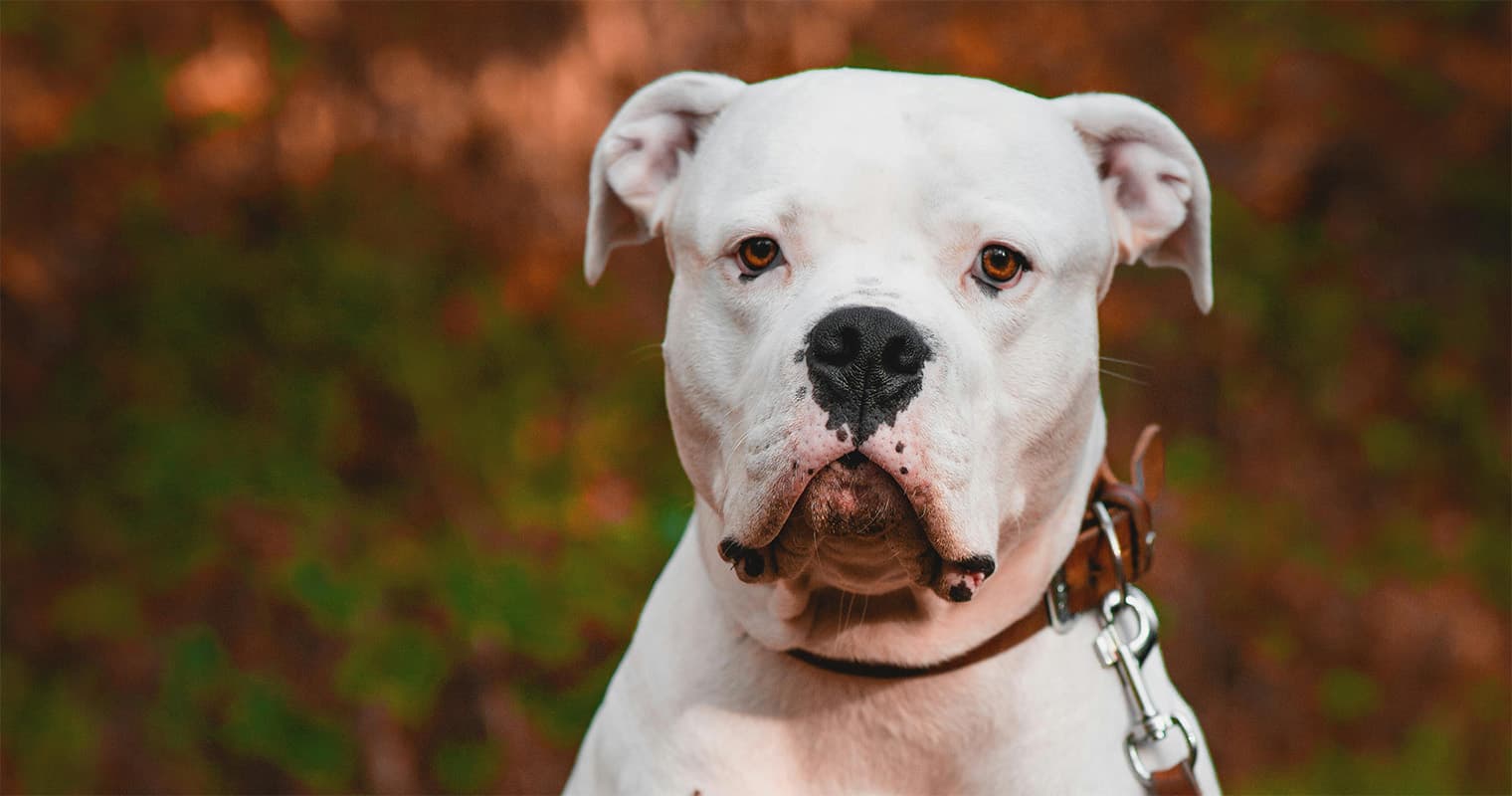 What Does It Mean to Surrender an American Bulldog?
