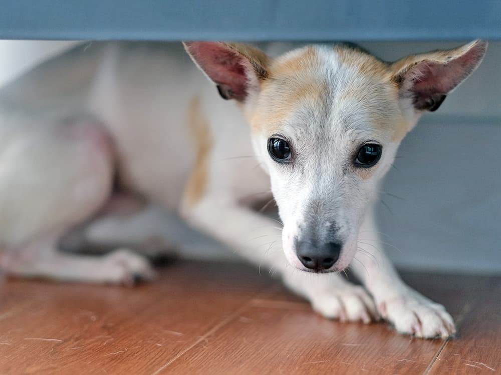 Why Your Dog Is Scared of Thunder?