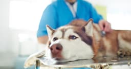 When to Take Your Dog to an Emergency Vet