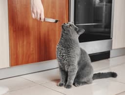 The Ultimate Puzzle: Picking the Right Cat Food
