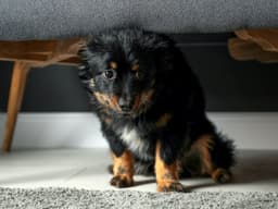 How to Keep Your Dog From Freaking Out When You Have Company