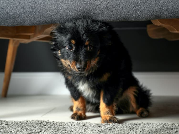 How to Keep Your Dog From Freaking Out When You Have Company