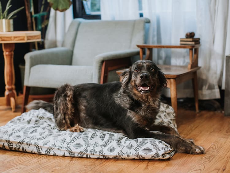 How to Mat Train Your Dog