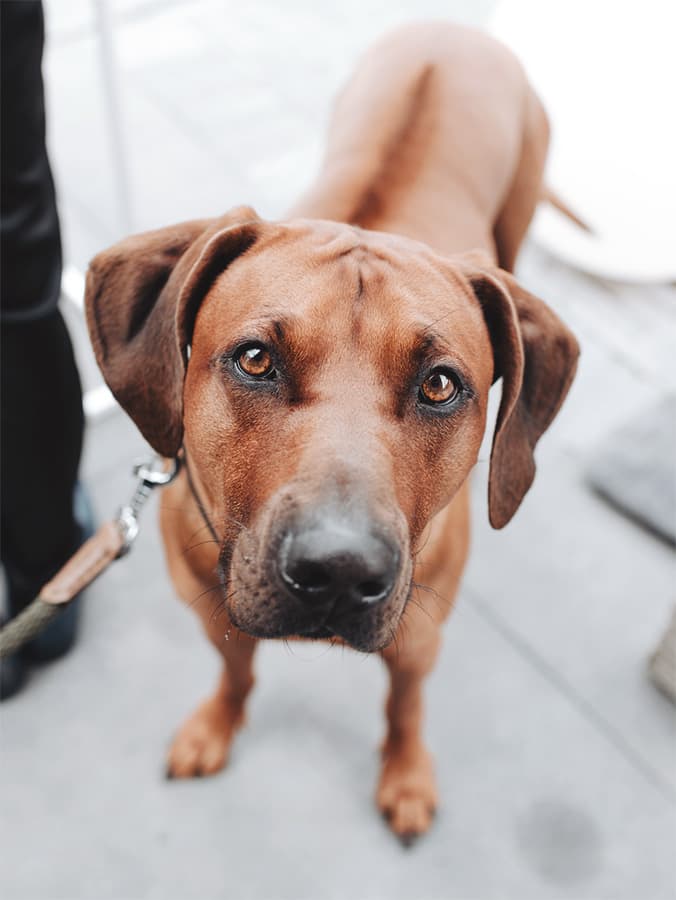 Why Do Most Dogs Have Brown Eyes?