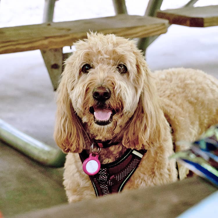 You Can Use AirTags to Track Everything Now—Does That Include Your Pets?
