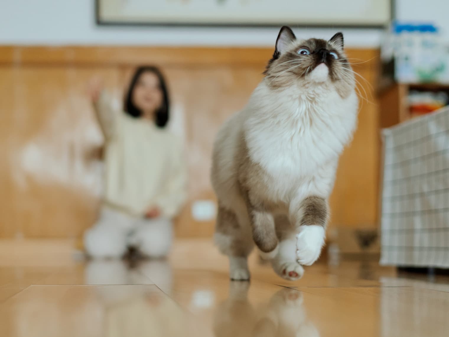 How to Train a Cat