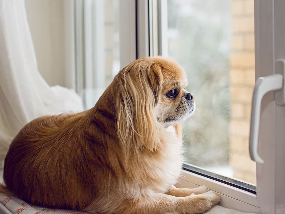 Pekingese