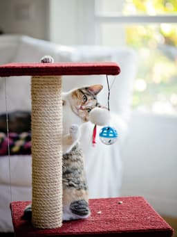 How to Train and Get Your Cat to Use a Scratching Post