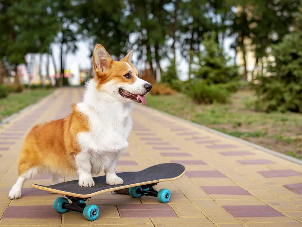 Corgi
