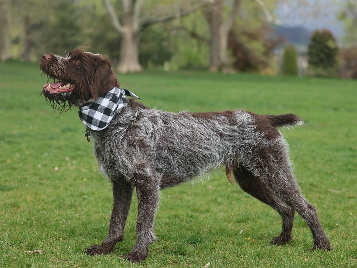 Wirehaired pointed griffon dog with mixed coloring