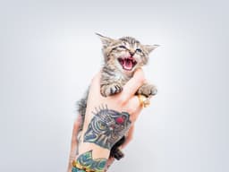 Heads Up: It’s Officially “Kitten Season”