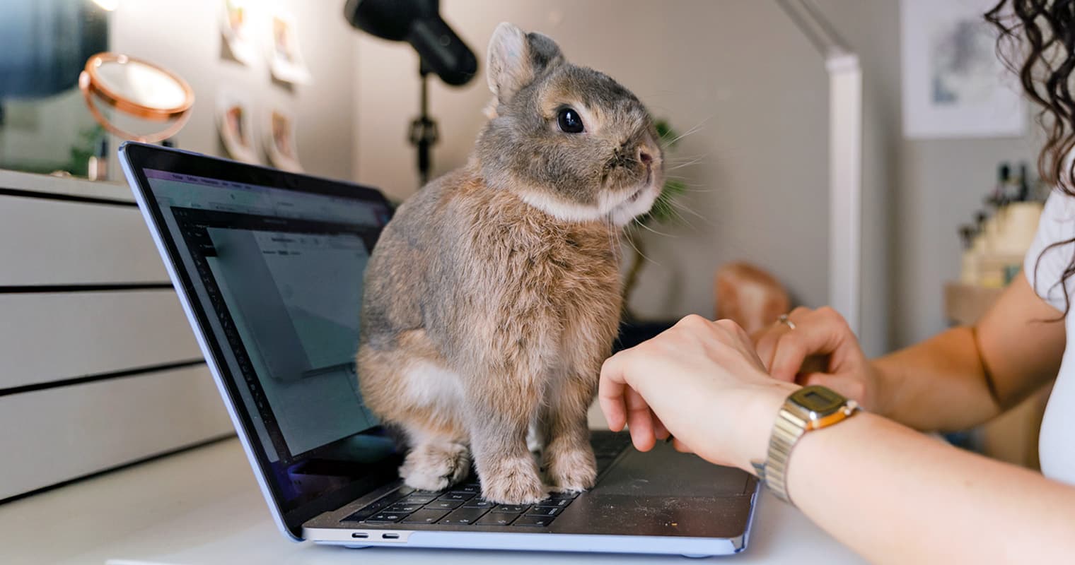 What to Consider When Adopting a Rabbit