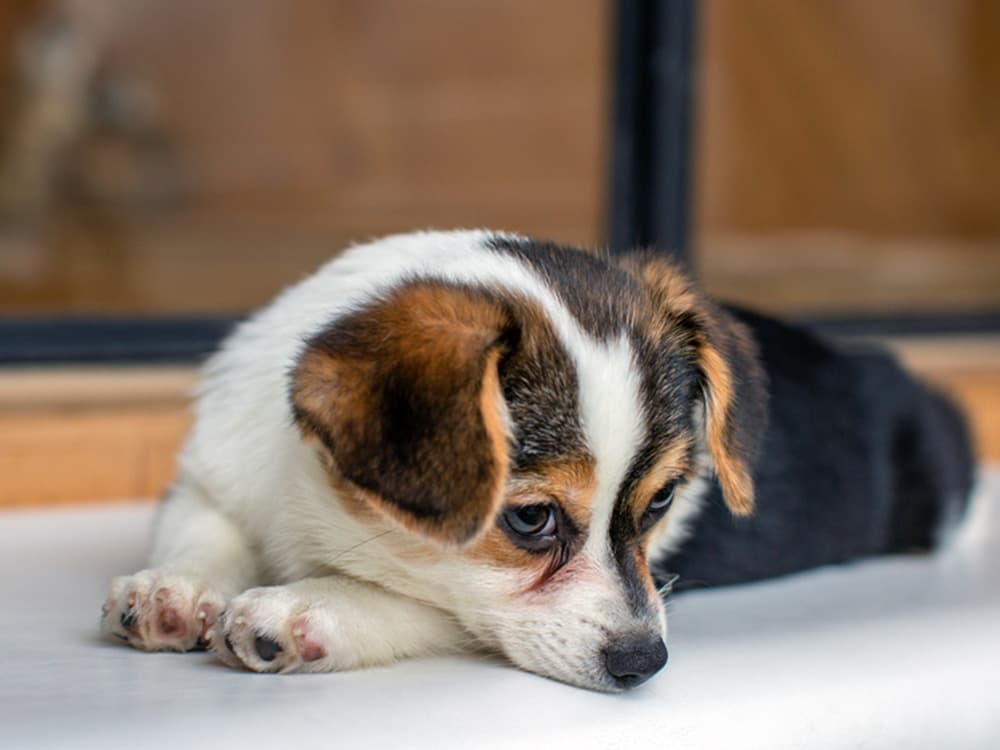 Chigi: Chihuahua + Corgi