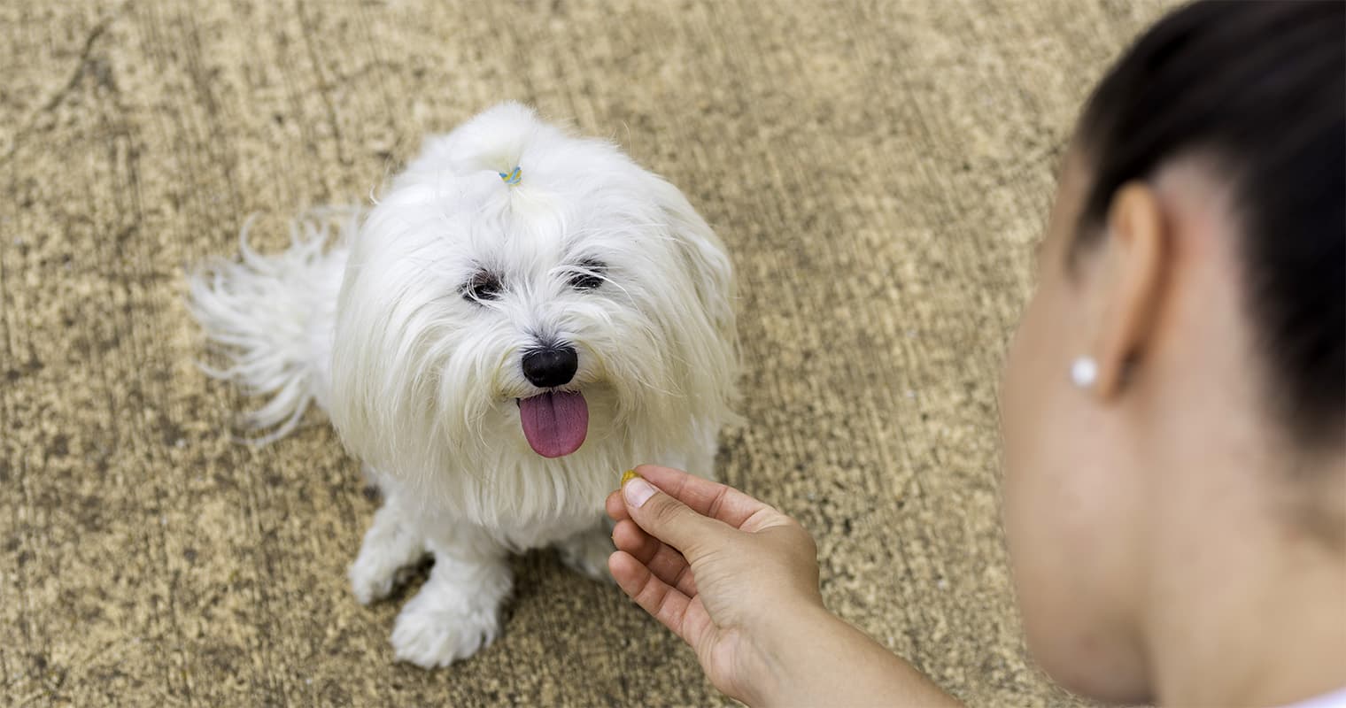 What is the Best Way to Rehome a Maltese?