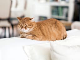 The Cat “Loaf” Position Is Super Cute—But Why Do They Do It?