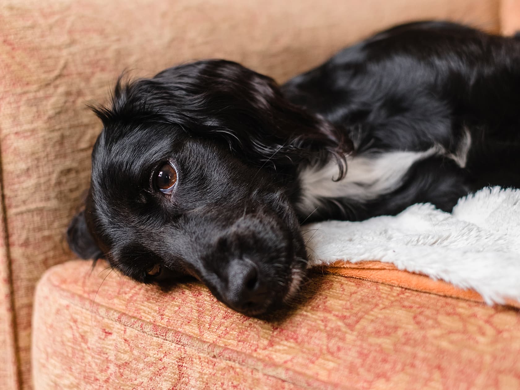 Warning Signs Your Dog Needs to Go to the ER — Stat
