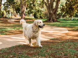 The Macro Benefits of Microchipping Your Dog