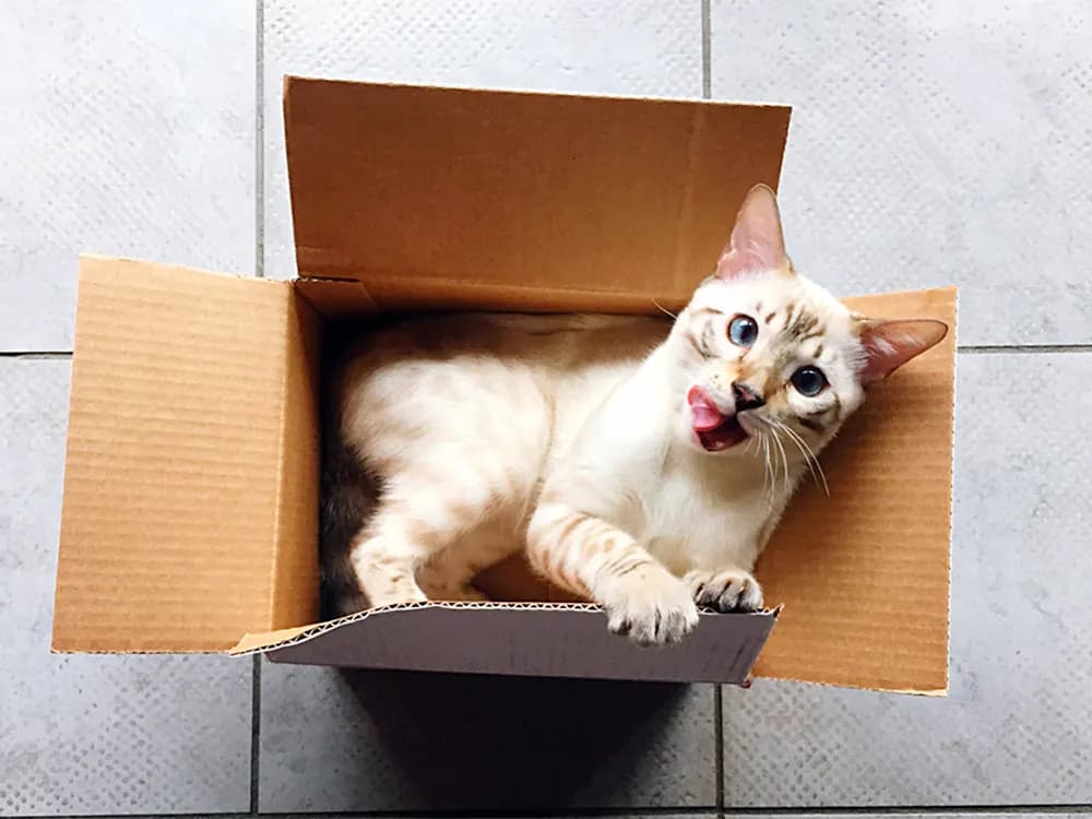 white siamese cat inside of a box playing