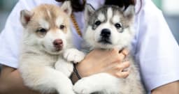 Should I Get Two Puppies at Once?