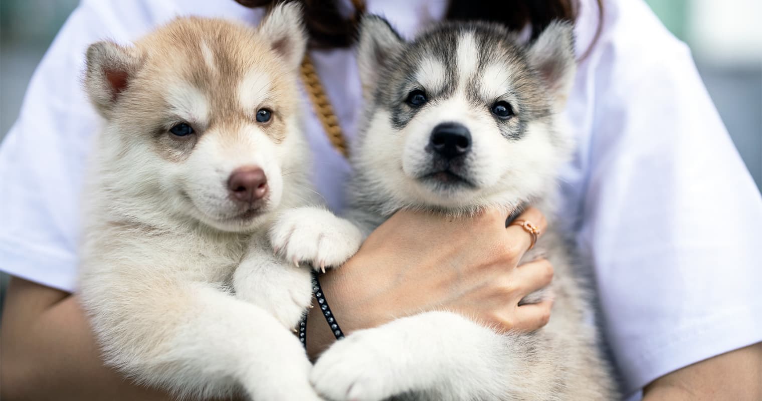 Should I Get Two Puppies at Once?