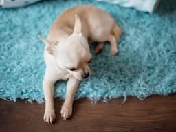 “Why Is My Adult Dog Peeing in The House?”
