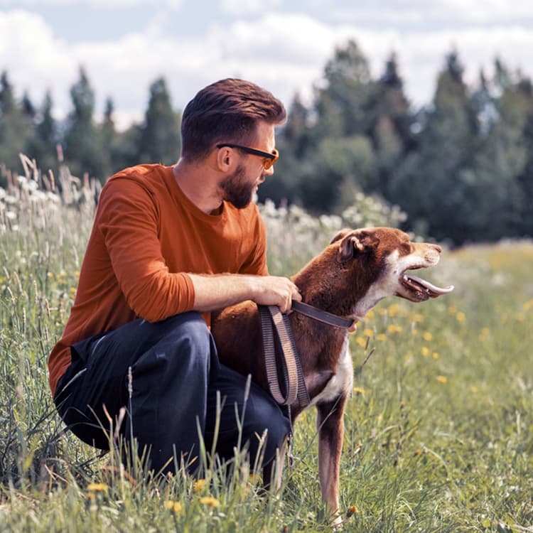 Why Dogs Avoid Eye Contact and Other ‘Appeasement Behaviors’ to Look Out For