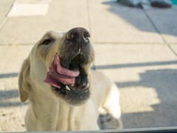 Why Do Dogs Eat Poop?
