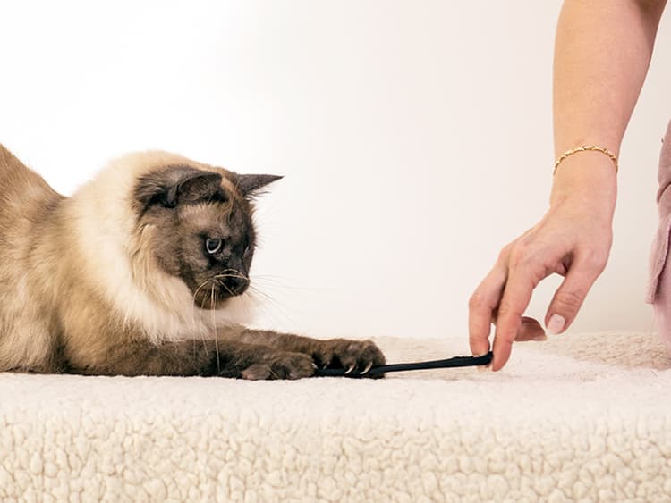 Why Do Cats Like Hair Ties?