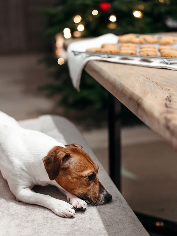 The Holidays Are Prime Time for Pancreatitis—Here’s How to Protect Your Dog