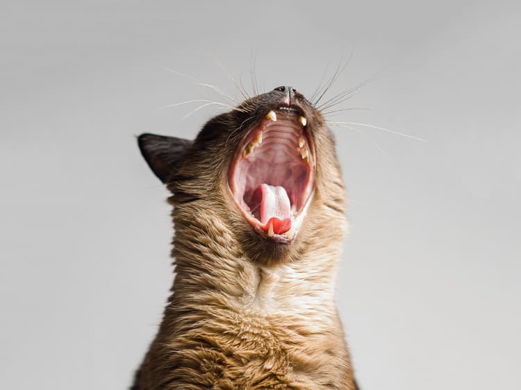 My Cat’s Morning Screams™️, Translated