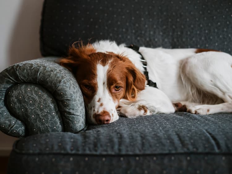 Is Your Dog Sad?