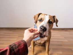 How to Teach Your Dog to Take Treats Gently