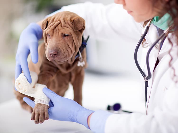 Which Pet Insurance Company Is Right for You?