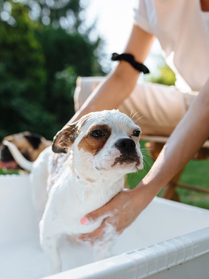 How to Treat Dog Skin Diseases at Home