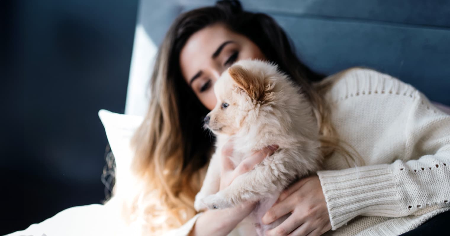 Where Can I Put a Pomeranian Up for Adoption?