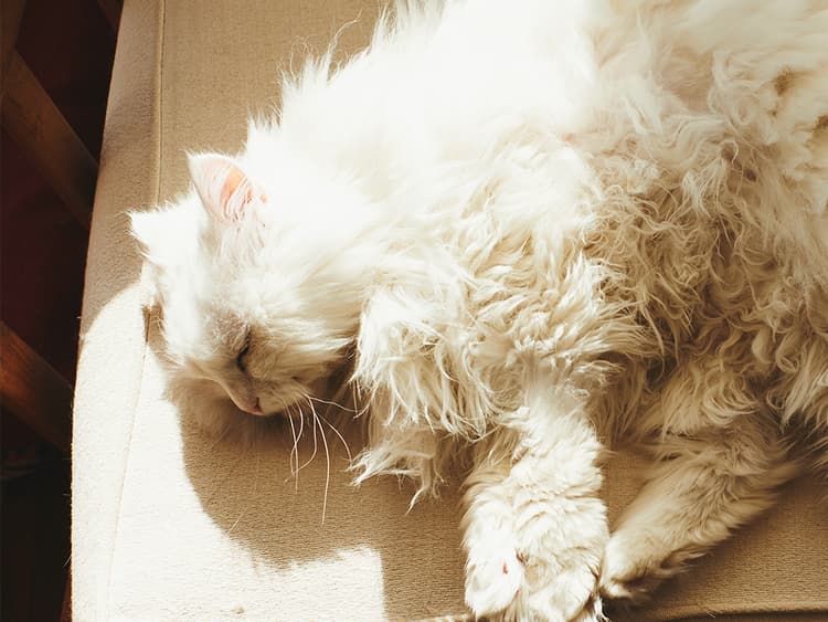 Let the Cat Fur Fly