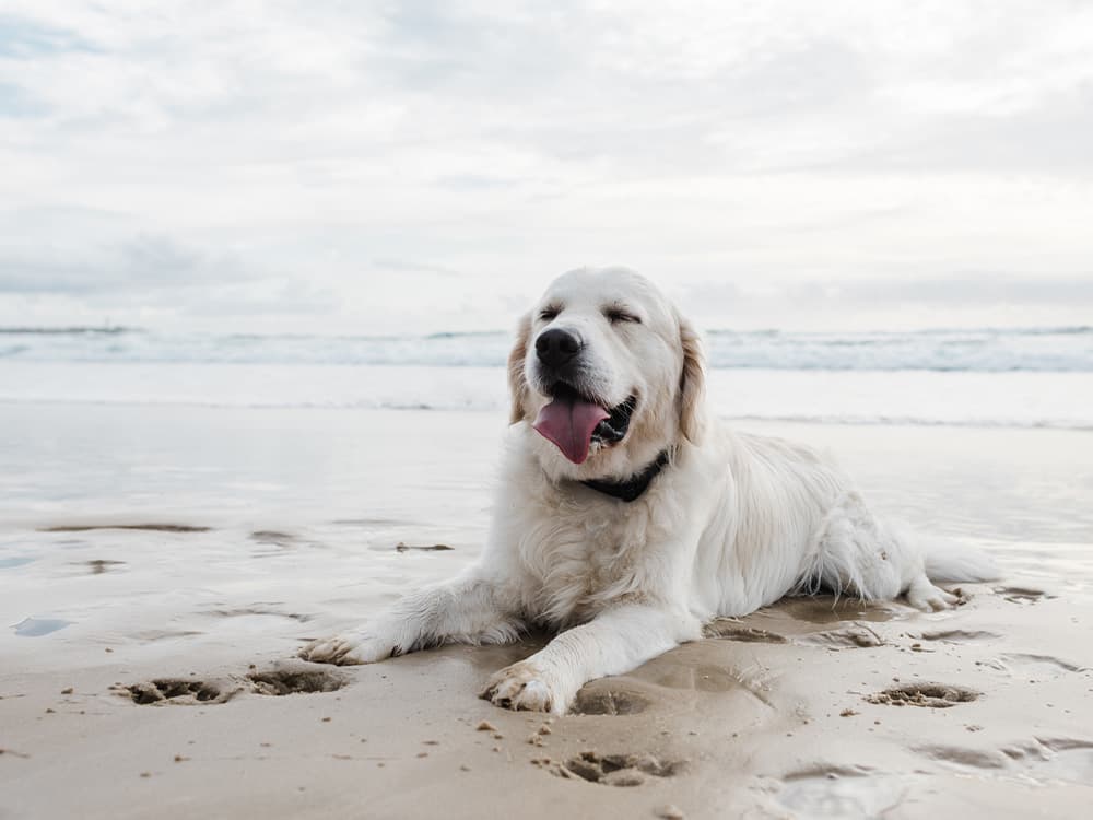 Golden Retriever