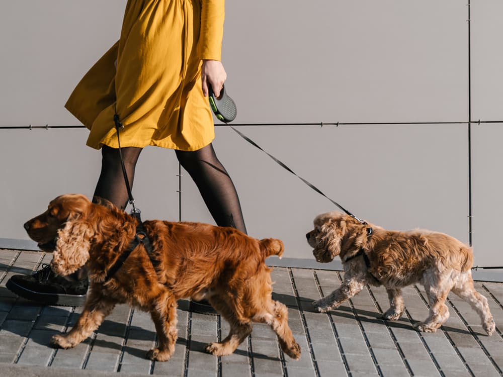 How Do I Find a Reliable Dog Walker?