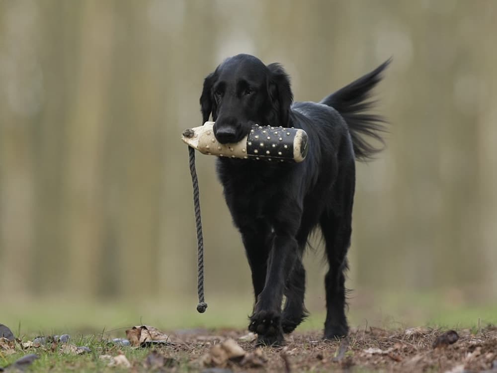 Flatcoated retriever