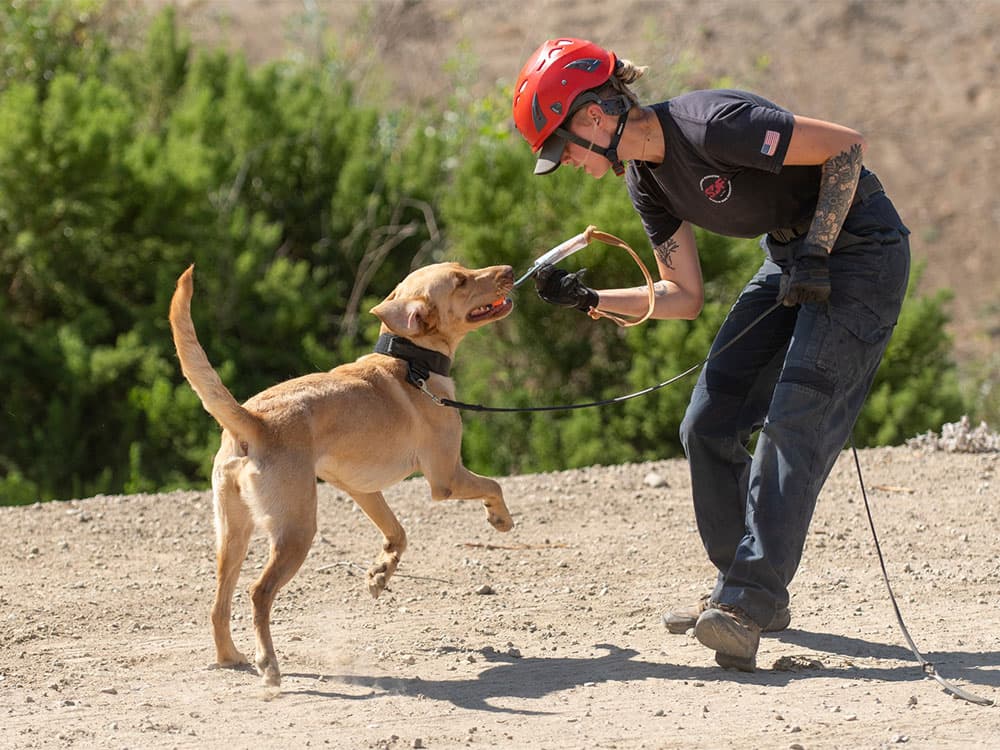 Once Surrendered Shelter Pups Save Lives as Search-and-Rescue Dogs
