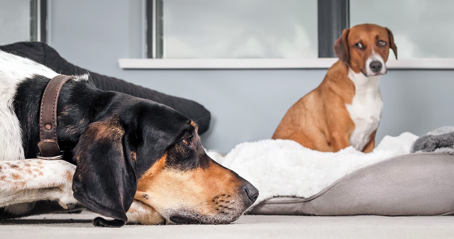How Can I Stop My Dogs From Fighting?