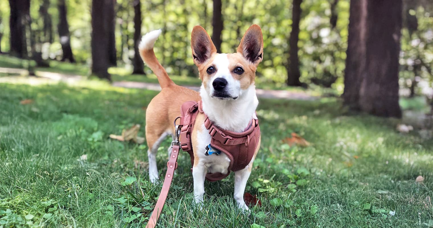 Corgi Mixes Make Amazing Pets—Here’s Why