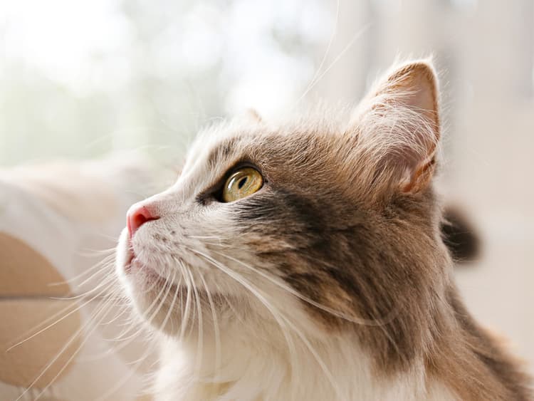 How to Prevent—or Treat—Cat Ear Infections