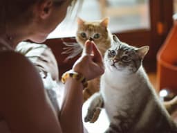 How to Help Shelter Animals Without Adopting